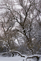 Trees in the snow. Willow trunks are intertwined with a fancy pattern