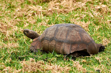 Turtle on the grass at Cape Point in South Africa - Western Cape