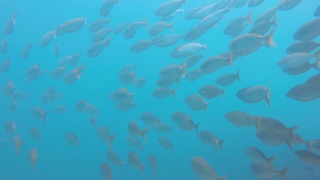 Banco de Sarpas Salpas