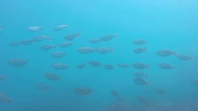 Banco de Sarpa Salpas en el mar