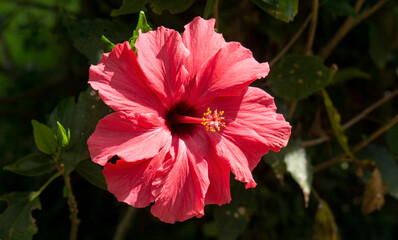 Hibiscus moscheutos, the rose mallow, swamp rose-mallow, crimsoneyed rosemallow, or eastern rosemallow, is a species of flowering plant