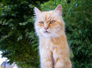 Fototapeta premium Chat roux sur fond vert