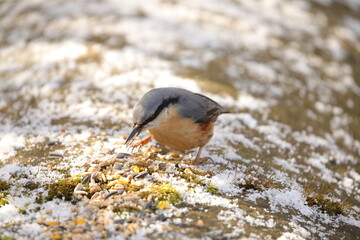 Nuthatch 
