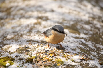 Nuthatch 