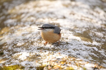 Nuthatch 