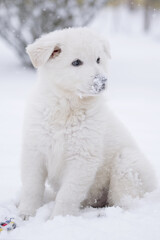 Naklejka na ściany i meble white swiss shepherd dog in snow