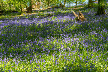 Bluebell Woods with Sun Light streaming through branches creating patterns on Green and Blue Bell Carpet