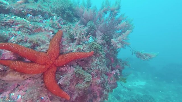 Paisaje submarino compuesto por estrella de mar