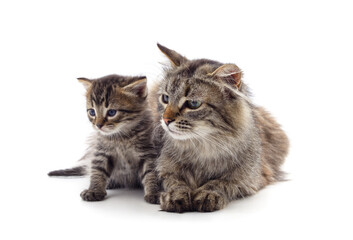 Cat and little kitten.