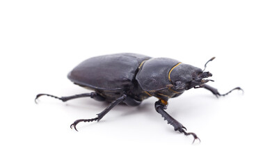 Brown deer beetle.