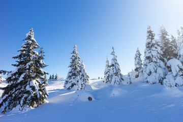 Fototapeta na wymiar Winter landscape with snow covered spruce forest in mountains with clear blue skies.