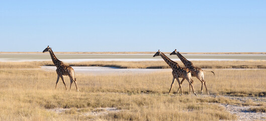 Namibia: Girafs at Namutomi Camp in Etosha.