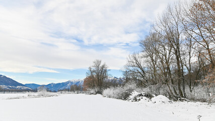 Paesaggio invernale, con la neve, in campagna, con alberi gelati