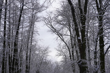 Schneebedeckte Bäume mit Himmelsfenster 