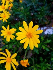 Wild yellow daisy. Euryops pectinatus