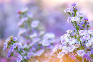 Margaret flowers in the garden