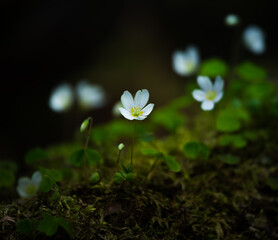 Beautiful wood sorrel flowers blooming on a forest ground. White oxalis flowers in spring. Wood sorrel in natural habitat in Northern Europe.