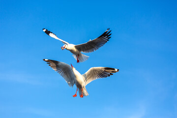 Obraz premium Two seagulls vying for food