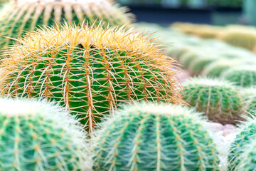 Cactus in the garden
