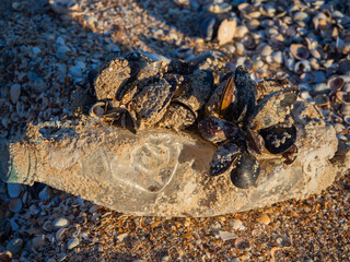 Bivalves that lived on plastic bottles are washed up on the shore and die. The concept of protecting the environment and the planet.