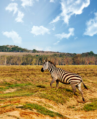 Kenyan zebras