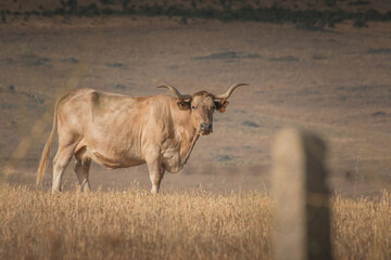 Morucha cattle in a field covered in the grass in Spanish Dehesa, Salamanca, Spain