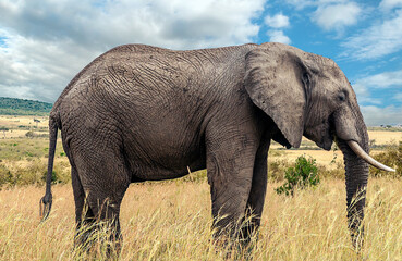 Kenyan elephant