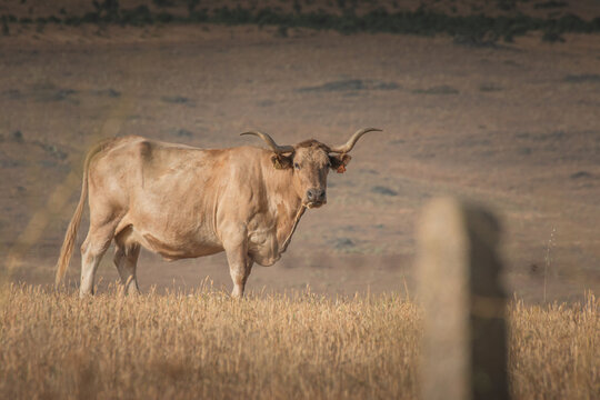Morucha cattle in a field covered in the grass in Spanish Dehesa, Salamanca, Spain