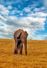 Fototapeta na wymiar Kenyan elephant