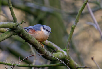 Red Breasted Nuthatch