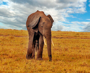 Fototapeta na wymiar Kenyan elephant