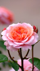 pink rose