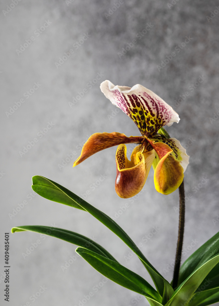 Wall mural beautiful flower of lady's slipper orchids. (cypripedioideae paphiopedilum) selective focus. copy sp