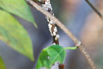 Red ants