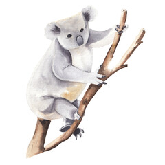 Koala sitting on a branch Watercolor australian animals clipart Hand painted hand drawn wild animal:  koala Cute animal Kids illustration realism semirealism Greeting card invitation baby shower Wild  © Liudmila