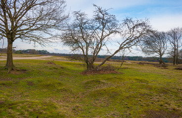 Heather and trees in heathland Tafelbergheide in cloudy sunlight in winter