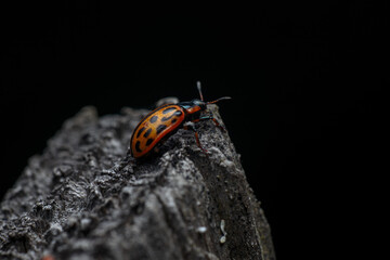 On the top © RaKu