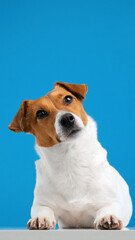 Portrait of dog breed Jack Russell Terrier turns his head and looks up at place advertisement copy space, sitting. Dog blogger looks at camera on blue background. Pets. Vertical video for stories