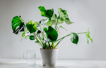 Healthy monstera in a pot next to a glass jug filled with water. Over white room wall. Top big leaves are holed, small ones are intact.