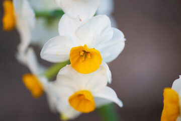 Fiori Macro in natura