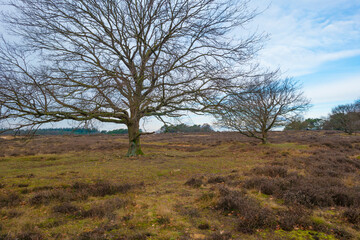 Heather and trees in heathland Tafelbergheide in cloudy sunlight in winter
