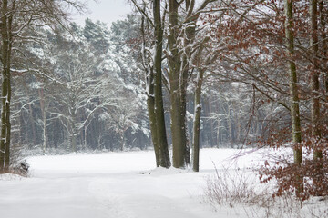 winter in lower saxony, Dannenbuettel, Germany