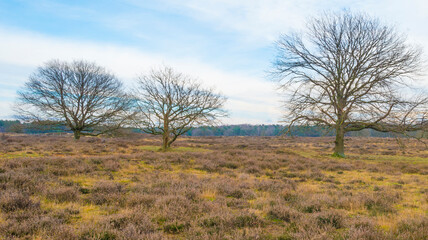 Heather and trees in heathland Tafelbergheide in cloudy sunlight in winter