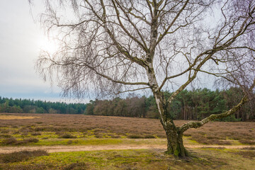 Obraz premium Heather and trees in heathland Tafelbergheide in cloudy sunlight in winter