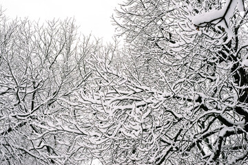 Winter park trees in a snow at the everning time 