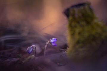 Beautiful blue anemone flower on the spring forest ground. SHallow depth of field, large negative space.