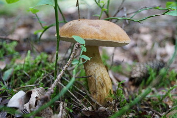tell me, what kind of mushroom is it?