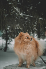 Winter portrait of a German spitz standing on a bench in the park