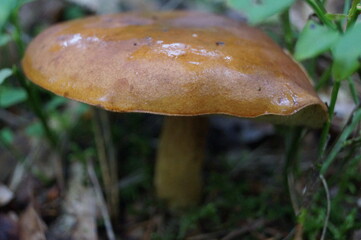 brown cap from wet fungus