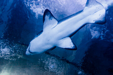Fototapeta premium Big sand tiger shark in the blue water